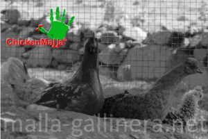 Malla gallinera.