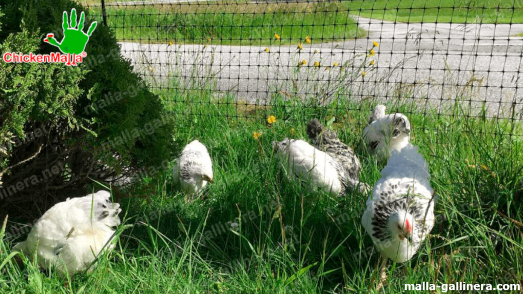 malla para protección de gallinas